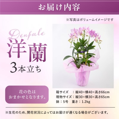 【ギフトに】デンファレ(洋蘭)3本立ち 糸島市/和饗エコファーム株式会社 [AVI004]