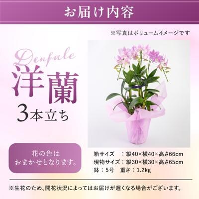 【ギフトに】デンファレ(洋蘭)3本立ち 糸島市/和饗エコファーム株式会社 [AVI004]