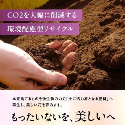 【ギフトに】デンファレ(洋蘭)3本立ち 糸島市/和饗エコファーム株式会社 [AVI004]