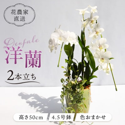【ギフトに】デンファレ(洋蘭)2本立ち 糸島市/和饗エコファーム株式会社 [AVI005]