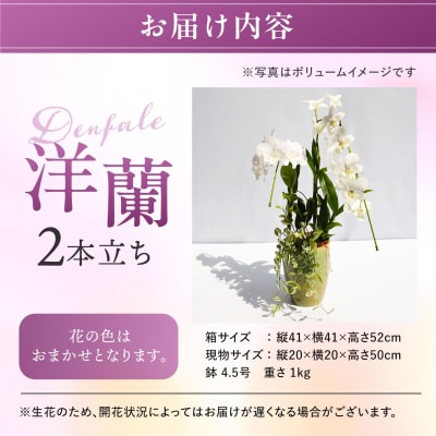 【ギフトに】デンファレ(洋蘭)2本立ち 糸島市/和饗エコファーム株式会社 [AVI005]