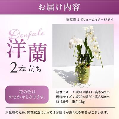 【ギフトに】デンファレ(洋蘭)2本立ち 糸島市/和饗エコファーム株式会社 [AVI005]