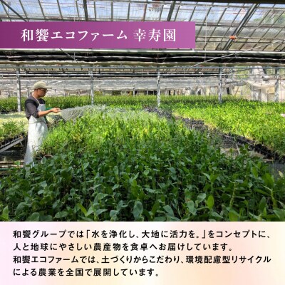 【ギフトに】デンファレ(洋蘭)2本立ち 糸島市/和饗エコファーム株式会社 [AVI005]