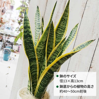サンセベリア ・ ローレンチー  糸島市/cocoha[AWB003] 観葉植物 グリーン