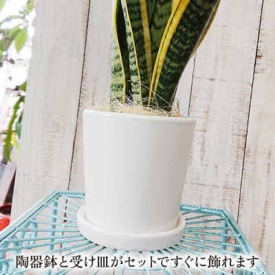 サンセベリア ・ ローレンチー  糸島市/cocoha[AWB003] 観葉植物 グリーン