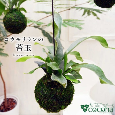 吊るして オシャレ 『コウモリラン 苔玉』 糸島市/cocoha 観葉植物 室内[AWB004]