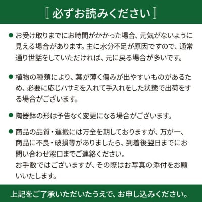 吊るして オシャレ 『コウモリラン 苔玉』 糸島市/cocoha 観葉植物 室内[AWB004]