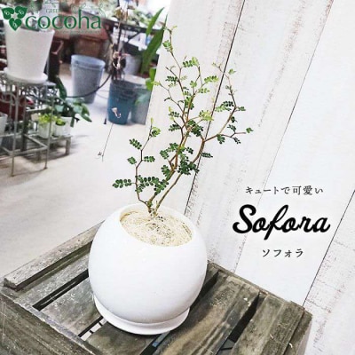 ソフォラ糸島市/cocoha[AWB014]観葉植物グリーンインテリア室内