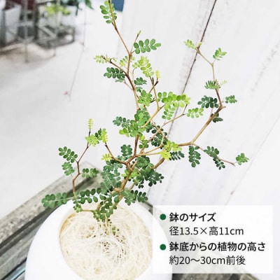 ソフォラ糸島市/cocoha[AWB014]観葉植物グリーンインテリア室内