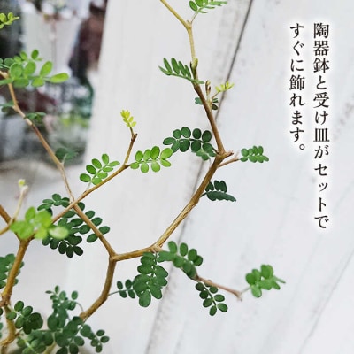 ソフォラ糸島市/cocoha[AWB014]観葉植物グリーンインテリア室内