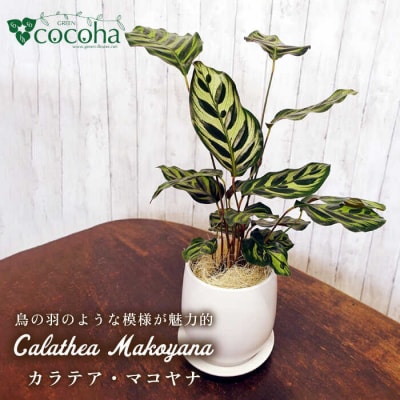 葉模様が独特で美しい『カラテア・マコヤナ』糸島市/cocoha[AWB023]