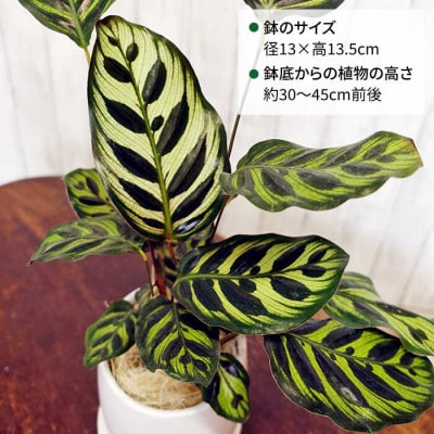 葉模様が独特で美しい『カラテア・マコヤナ』糸島市/cocoha[AWB023]
