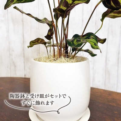 葉模様が独特で美しい『カラテア・マコヤナ』糸島市/cocoha[AWB023]