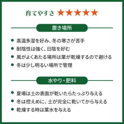 葉模様が独特で美しい『カラテア・マコヤナ』糸島市/cocoha[AWB023]