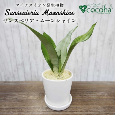 『サンスベリア・ムーンシャイン』糸島市/cocoha[AWB024]