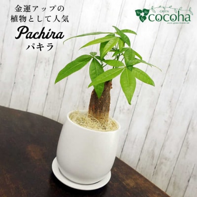 発財樹『パキラ』moneytree糸島市/cocoha[AWB026]