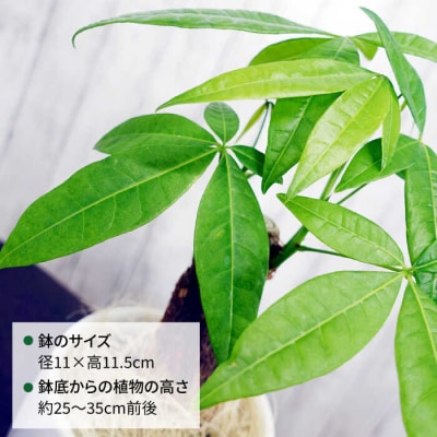 発財樹『パキラ』moneytree糸島市/cocoha[AWB026]