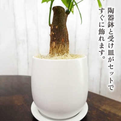 発財樹『パキラ』moneytree糸島市/cocoha[AWB026]