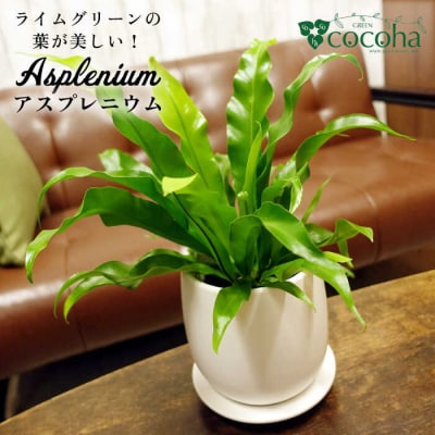 ライムグリーンの葉が美しい!『アスプレニウム』糸島市/cocoha観葉植物[AWB027]