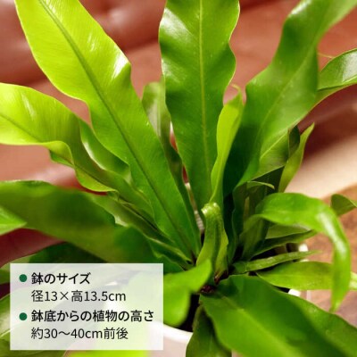ライムグリーンの葉が美しい!『アスプレニウム』糸島市/cocoha観葉植物[AWB027]