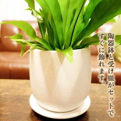 ライムグリーンの葉が美しい!『アスプレニウム』糸島市/cocoha観葉植物[AWB027]