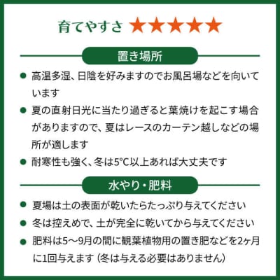 ライムグリーンの葉が美しい!『アスプレニウム』糸島市/cocoha観葉植物[AWB027]