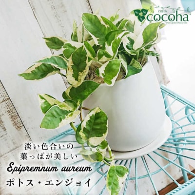 美しいポトスの進化型『ポトス・エンジョイ』糸島市/cocoha[AWB028]