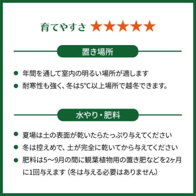 美しいポトスの進化型『ポトス・エンジョイ』糸島市/cocoha[AWB028]