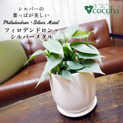 シルバーリーフが美しい『フィロデンドロン・シルバーメタル』糸島市/cocoha[AWB029]