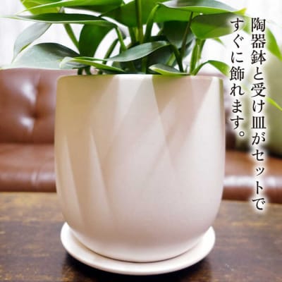 シルバーリーフが美しい『フィロデンドロン・シルバーメタル』糸島市/cocoha[AWB029]