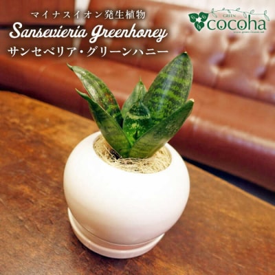 『サンセベリア・グリーンハニー』糸島市/cocoha[AWB033]