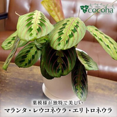 マランタ・レウコネウラ・エリトロネウラ(ボスタス) 糸島市/cocoha[AWB035]