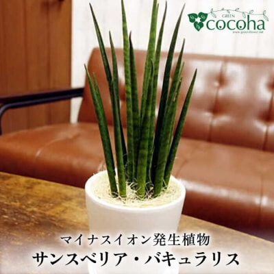 マイナスイオン発生植物『サンスベリア・バキュラリス』糸島市/cocoha[AWB036]