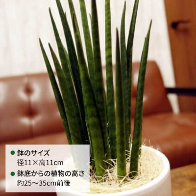 マイナスイオン発生植物『サンスベリア・バキュラリス』糸島市/cocoha[AWB036]