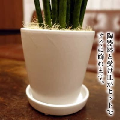 マイナスイオン発生植物『サンスベリア・バキュラリス』糸島市/cocoha[AWB036]