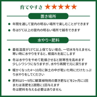 マイナスイオン発生植物『サンスベリア・バキュラリス』糸島市/cocoha[AWB036]