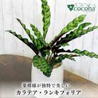 葉模様が独特 『カラテア・ランシフォリア (インシグニス)』 糸島市/cocoha[AWB037]
