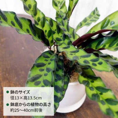 葉模様が独特 『カラテア・ランシフォリア (インシグニス)』 糸島市/cocoha[AWB037]