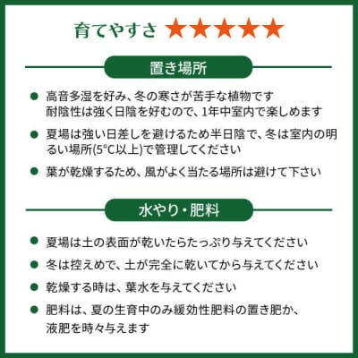 葉模様が独特 『カラテア・ランシフォリア (インシグニス)』 糸島市/cocoha[AWB037]