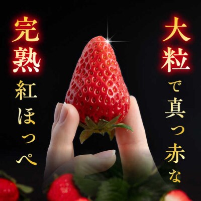 【先行受付】糸島産 紅ほっぺ 800-900g 糸島市/平山農園[AXN001]