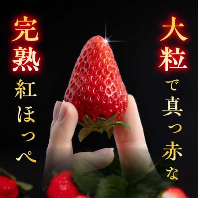 糸島産 紅ほっぺ 800-900g 糸島市/平山農園[AXN001]