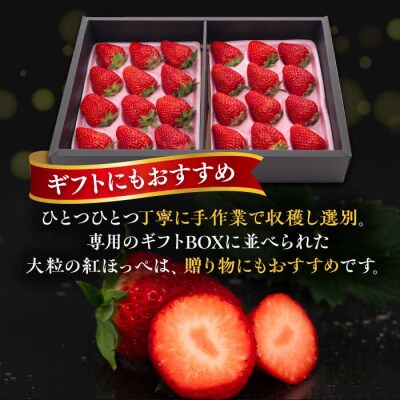 【先行受付】糸島産 紅ほっぺ 800-900g 糸島市/平山農園[AXN001]