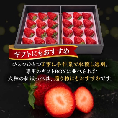 糸島産 紅ほっぺ 800-900g 糸島市/平山農園[AXN001]