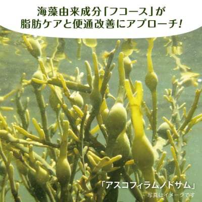 【30日分】デトスマート梅昆布茶 糸島市/株式会社ピュール[AZA221]