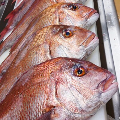 鯛のあら炊き 田舎炊き 1人前約200g×6食 糸島市 / 塚本鮮魚店 惣菜 煮魚 [ARO005]