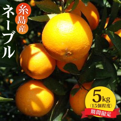 【先行受付】糸島産 ネーブル5kg 糸島市 / シーブ [AHC029]