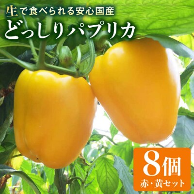 糸島産 肉厚 パプリカ 8個 福岡県 糸島市 / シーブ [AHC031]