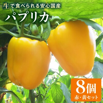 糸島産 肉厚 パプリカ 8個 福岡県 糸島市 / シーブ [AHC031]