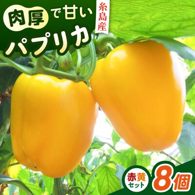 糸島産 肉厚 パプリカ 8個 福岡県 糸島市 / シーブ [AHC031]