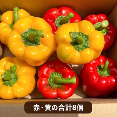 糸島産 肉厚 パプリカ 8個 福岡県 糸島市 / シーブ [AHC031]